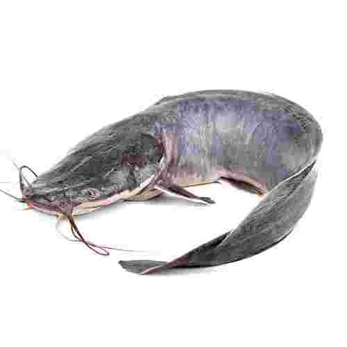 African Catfish