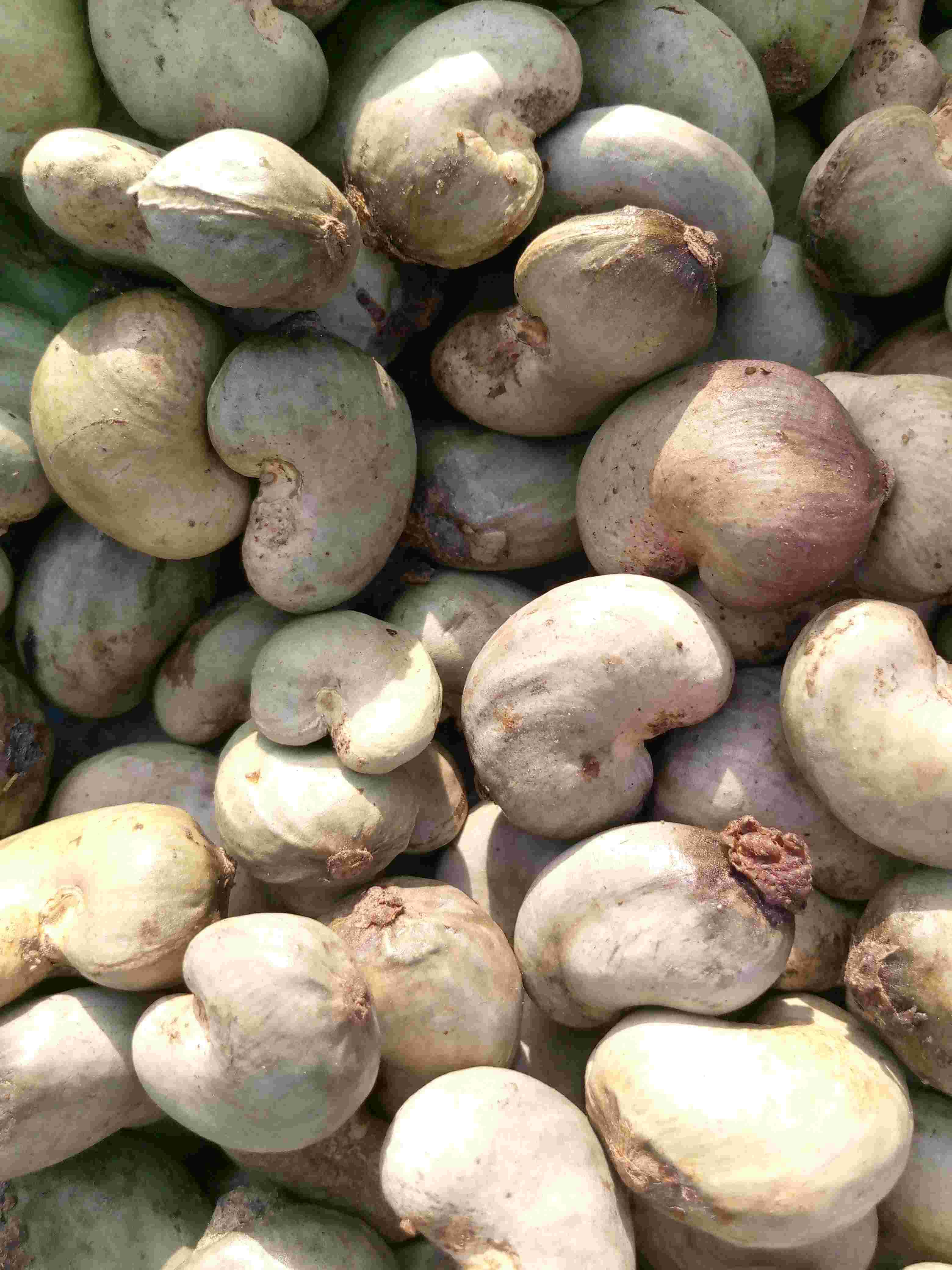 AGRO products c